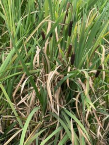 WhatsApp Image 2025-12-14 at 7.24.01 AM (3)